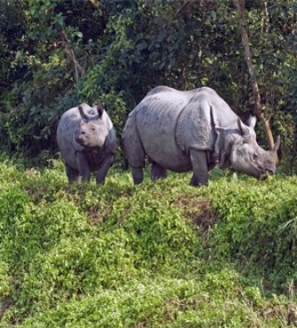 Nepal Wildlife Safari Tour